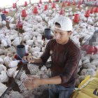 Valor. En finca, la libra se vende en $ 0,83, pero sube según la intermediación. En tiendas llega a $ 1,15.