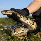 Fotografía cedida por la Comisión de Conservación de Pesca y Vida Silvestre de Florida (FFWCC) donde se aprecia la mano de una persona mientras atrapa a una serpiente pitón, el pasado martes 14 de junio en los Everglades al sur de la Florida (EE. UU).