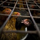 Imagen de archivo de pollos en un mercado en Bangkok.