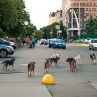 Señales. Los perros y gatos sueltos son un problema en distintas ciudades, en especial en las que no ejecutan control.