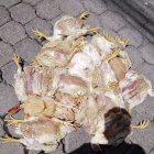 Situación.- Aves mueren en los camiones que están en fila tratando de llegar a mercados.