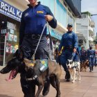 Acción. Uno de los canes circula por el casco comercial.