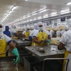 TRABAJADORES EN LA PLANTA PROCESADORA DE PESCADO PARA EXPORTACIÓN |