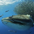 Qué atrae al pez más grande del mundo a las islas Azores? La extraña migración del tiburón ballena, que llega a estas aguas del Atlántico arropado por toneladas de atunes, es el misterio que centra el documental "A Ilha dos Gigantes"