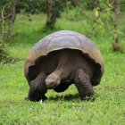 Fotografía de una tortuga gigante el 13 de noviembre de 2021 en la isla de Santa Cruz, en el archipiélago de Galápagos (Ecuador).