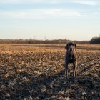 Riesgo. Cuando un perro se pierde, enfrenta situaciones peligrosas.
