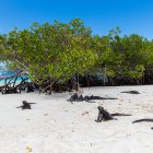 Referencial. Las especies marinas recuperadas -luego de una inspección veterinaria respectiva- fueron trasladadas al Parque Marino Valdivia, del cantón Santa Elena.