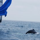 Inicio. Desde el fin de semana, las ballenas comenzaron a llegar a las costas de la península de Santa Elena, donde se las puede observar más de cerca.