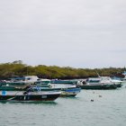 Fibras de pesca en la rada de Puerto Villamil.