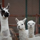 En la imagen de archivo, una llama llamada (i), en compañía de dos alpacas.