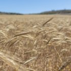 Espigas de trigo en los campos de Boquiñeni, población cercana a Zaragoza Capital, en una fotografía de archivo.