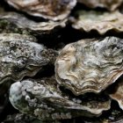 Imagen de archivo de ostras