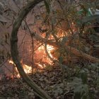 Los incendios en la selva amazónica suelen aumentar a partir de mayo cuando comienza la temporada de seca y la tendencia es que la situación se agrave en los próximos meses.