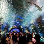 Decenas de personas en el Acuario de Nueva York, en Brooklyn,.en una fotografía de archivo.