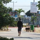 Mascotas. En parques cerrados o abiertos, el excremento de mascotas es lo que más se observa. Pocos llevan fundas para recoger las heces.