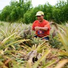 Cultivo. Un agricultor trabaja en una siembra de piñas en una finca.