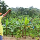 Hacienda Un cultivo de plátano en la provincia de Esmeraldas.