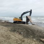 El cetáceo estaba en avanzado estado de descomposición.