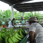 Labor. Trabajadores alistan los bananos antes de ponerlos en cajas para llevarlos al puerto para exportarlos.