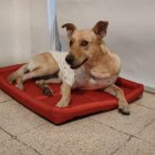 River fue adoptado por la familia de Salinas tras ser rescatado, en Puná.