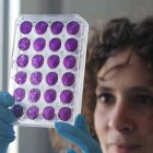 Una de los miembros del equipo, Meriem Bekliz, observa una de las placas usadas para determinar la capacidad de neutralización de los anticuerpos.