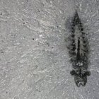 Espécimen fósil de Stanleycaris hirpex. El material oscuro del interior de la cabeza son restos de tejido nervioso.
Nuevos fósiles con huellas del cerebro y el sistema nervioso de un depredador marino de 500 millones de años determinan la necesidad de replantear la evolución de insectos y arañas.

POLITICA INVESTIGACIÓN Y TECNOLOGÍA
ROYAL ONTARIUM MUSEUM