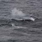 Un rorcual común en el océano Antártico, captado por el proyecto de Vigilancia Perimetral de Mamíferos Marinos del Grupo de Acústica Oceánica del Instituto Alfred Wegener desde el RV Polarstern.