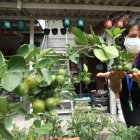 LOS NEGOCIOS DE LOS HUERTOS HAN INCREMENTADO POR EL PARO QUE VIVIVO EL PAIS AL NO TENER VIVERES AMA DE CASA HACEN SU PROPIO HUERTOS COMO TOMATES, LIMON, PIMIENTO Y ALGUNOS MAS 6 DE JLUIO DEL 2022  GUAYAQUIL-ECUADOR