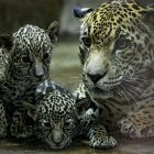 Fotografía de dos crías de jaguar junto a su madre, hoy, en el Zoo Nicaragua, en Managua (Nicaragua).