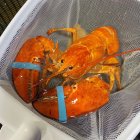 Fotografía cedida por Red Lobster donde se aprecia a un raro ejemplar de langosta color naranja que fue bautizado por los empleados con el nombre de "Cheddar", por su color parecido al del queso del mismo nombre, después de librarlo de morir hervido en agua en su local en Hollywood, Florida.