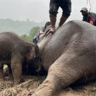 Un bebé elefante y su madre fueron rescatados este miércoles en los alrededores del Parque Nacional de Khao Yai de Tailandia tras desplomarse por una zanja de dos metros de profundidad.