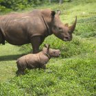 El rinoceronte bebé Ale y su madre caminan por la "pradera africana" del Zoológico Nacional, hoy, en La Habana (Cuba).