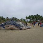 Turistas y pobladores se acercaban a ver al animal muerto.