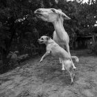Albergue, Blanco y Catalina fueron rescatados de un basurero donde padecían hambre.