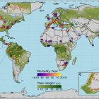 En la imagen, la distribución global de los eventos de mortalidad registrados en bosques de todo el mundo. Imagen cedida por la Universidad Politécnica de Madrid (UPM)