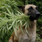 Fotografía de archivo del 20 de noviembre de 2013 de un perro sosteniendo una planta de cannabis en Sabaneta (Colombia).