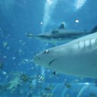 Un tiburón en el agua, en una fotografía de archivo.