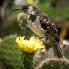 Parque Nacional Galápagos que muestra una cucuve de Galápagos. Científicos del archipiélago ecuatoriano de Galápagos buscan reintroducir varias especies extinguidas en la Isla Floreana, en el corazón de la formación insular, con el fin de restaurar las redes ecológicas y evitar la desaparición de otros animales endémicos