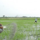 AGRICULTORES RECORRIENDO EL SEMBRÍO DE ARROZ |