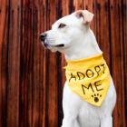 La adopción es la mejor opción a la hora de decidir tener una mascota.