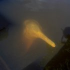 Un delfín rosado del Amazonas es visto el 29 de mayo de 2022 en el Parque Nacional Yasuní (Ecuador).
