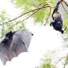 Dos murciélagos cuelgan de un árbol en el zoológico de Zuercher en Zúrich (Suiza), en una foto de archivo