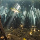 Imagen cedida por Octavio Aburto, investigador experto en ecología marina. EFE