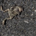 En la foto, un sapo muerto en Folgoso do Courel, tras el paso del fuego.