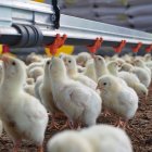 Productores aseguran que la crianza de las aves al aire libre encarece la producción.