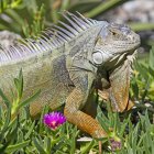 Especies. Una foto difundida por la Comisión de Conservación de Pesca y Vida Silvestre de Florida muestra un ejemplar de iguana.