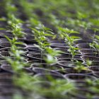 Fotografía de plantas de cannabis el 22 de julio de 2021, en la emoresa CannAndes, en Tabacundo (Ecuador).