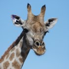 14 jirafas llevan en una de sus orejas un GPS que funciona con energía solar