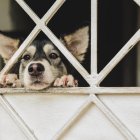 Animales. Se estima que existen más de 400.000 perros en la urbe.