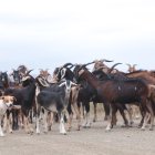 Los chivatos no se mueven del corral sin el perro, lo siguen a cualquier parte, por eso el can siempre camina al frente. Aunque en algunas ocasiones se confunde con ellos.